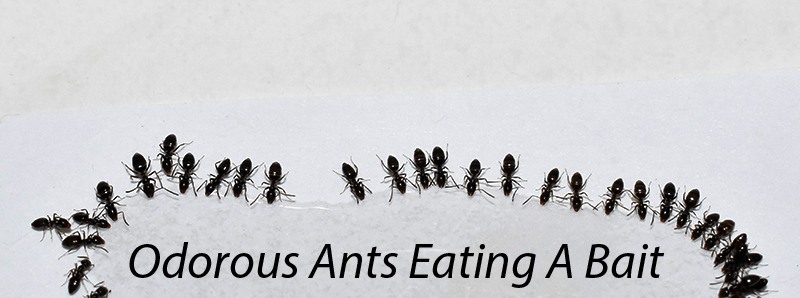 odorous ants eating bait