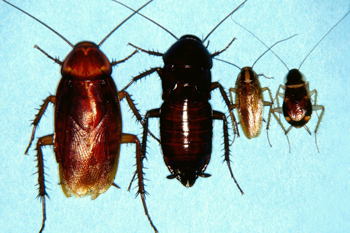 American, Oriental, German and Brown-Banded Roaches