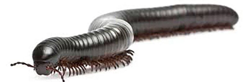 Millipedes and Millipede Control