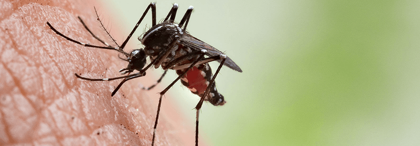 An image of a mosquito biting a human's skin.
