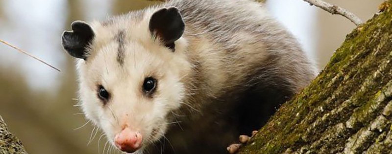 Trapping Opossums