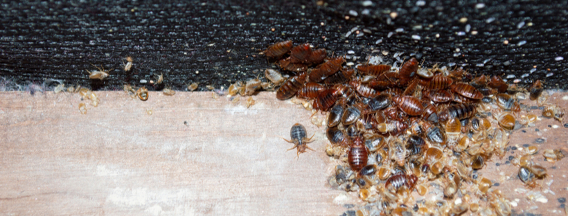 How To Get Rid Of Bed Bugs Do It Yourself Pest Control - How To Eliminate Bed Bugs Diy