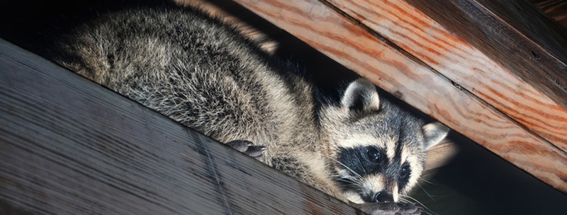 Trapping Raccoons