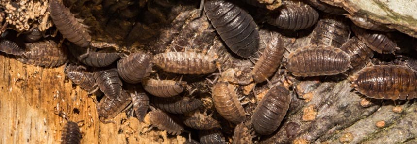 How to Kill Pillbugs and Sowbugs