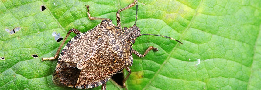How To Get Rid of Stink Bugs