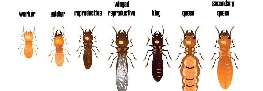 You may be surprised to learn how many different roles each termite colony may contain!