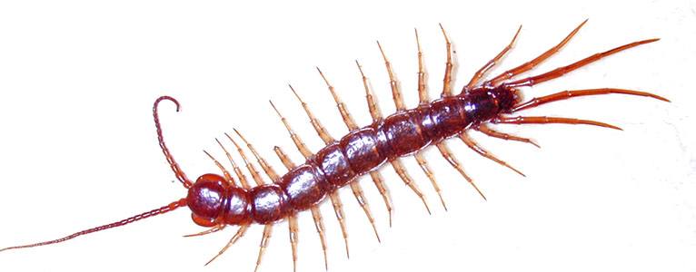 How to Get Rid of Centipedes | Do-It-Yourself Pest Control