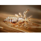 Lice (Head Lice) Control