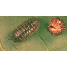 Pillbug/Sowbug Control