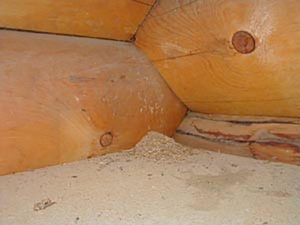Carpenter ant sawdust