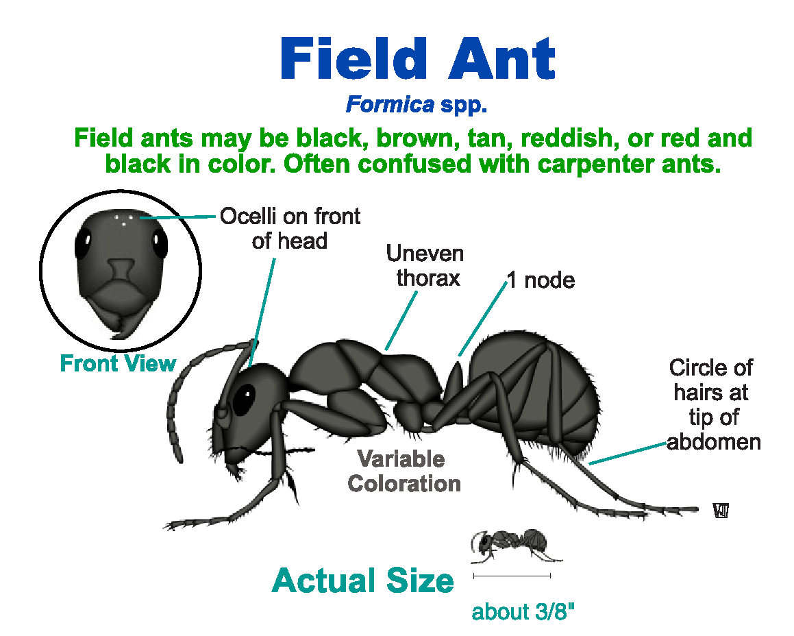 Field ant anatomy