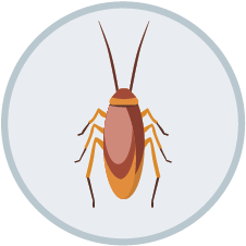 Roach Control | DIY Pest Control