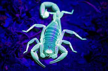 Scorpion glowing in blacklight